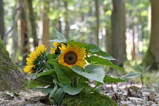 Waldbestattung